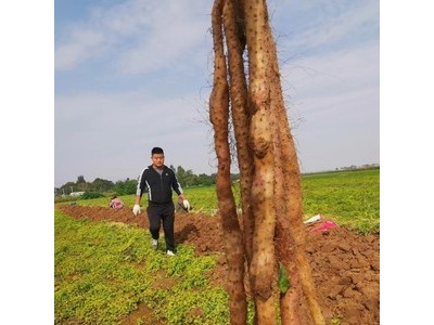 焦作温县垆土铁棍山药怀山药非淮山药产地直供批发礼盒装净重6斤图3
