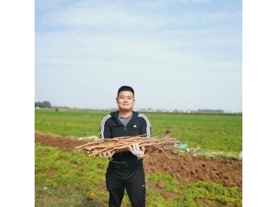 焦作温县垆土铁棍山药怀山药非淮山药产地直供批发礼盒装净重6斤图5