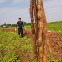 焦作温县垆土铁棍山药怀山药非淮山药产地直供批发礼盒装净重6斤