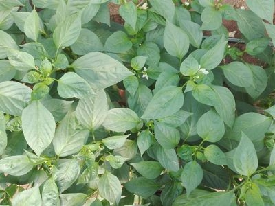 山西菜椒大圆椒新鲜清甜辣椒灯笼椒甜椒不辣青椒蔬菜青椒批发图2