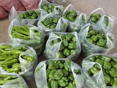 山西菜椒大圆椒新鲜清甜辣椒灯笼椒甜椒不辣青椒蔬菜青椒批发图3