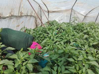 山西菜椒大圆椒新鲜清甜辣椒灯笼椒甜椒不辣青椒蔬菜青椒批发图4