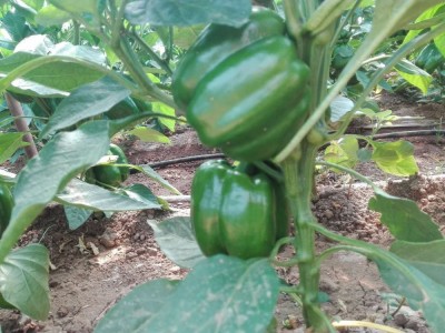 山西菜椒大圆椒新鲜清甜辣椒灯笼椒甜椒不辣青椒蔬菜青椒批发图5