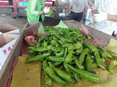 山西产地新鲜辣椒线椒蔬菜批发青线椒尖椒青椒二荆条图4
