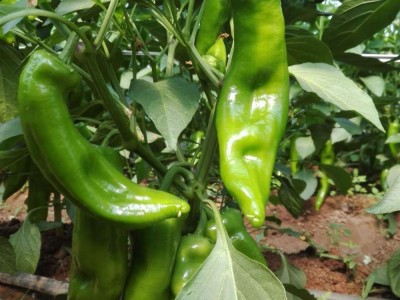 山西产地新鲜辣椒线椒蔬菜批发青线椒尖椒青椒二荆条图5