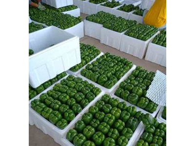 新鲜青椒甜椒绿色蔬菜批发圆椒灯笼椒山西青椒厂家批发图5