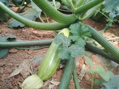 新鲜蔬菜农家种植现摘现发脆嫩新鲜绿色食用农产品西葫芦图4