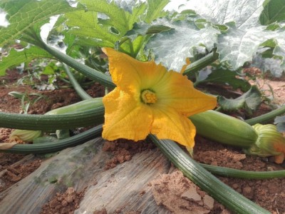 新鲜蔬菜农家种植现摘现发脆嫩新鲜绿色食用农产品西葫芦图5