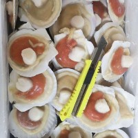 半壳虾夷贝 10头装半壳扇贝 元贝 冷冻水产海鲜供应