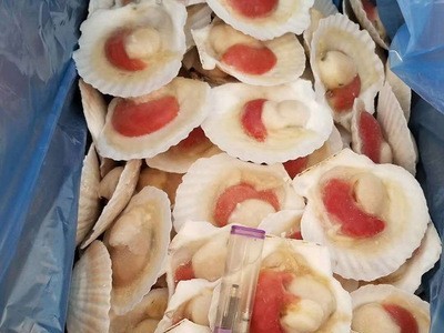 半壳虾夷贝 10头装半壳扇贝 元贝 冷冻水产海鲜供应图5