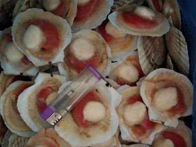 半壳虾夷贝 10头装半壳扇贝 元贝 冷冻水产海鲜供应图2
