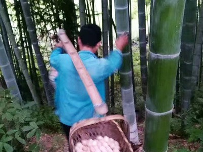 自由生长，绿色天然的营养蛋，黄山土鸡蛋，40颗/箱，一件代发图3