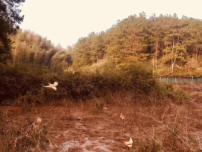黄山土鸡-竹林散养下蛋老母鸡-现宰现发，顺丰直达~图4