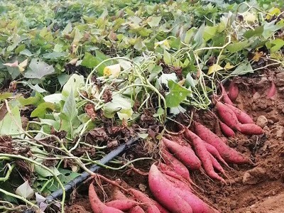 黄山西瓜红蜜薯甜糯绵软无筋-精品装/5斤/箱图3