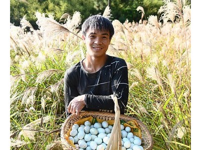 一件代发林散养鸡蛋农家散养新鲜笨鸡蛋 水蒸蛋绿壳鸡蛋一件可批图4