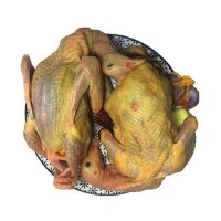 新鲜乳鸽土鸽子农家散养鸽子放飞活体乳鸽子肉新鲜现杀包邮批发
