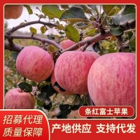 厂家批发招代理 新鲜水果 10斤5斤装 脆甜条纹果 烟台红富士苹果