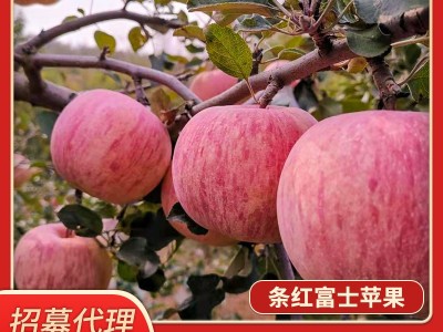 厂家批发招代理 新鲜水果 10斤5斤装 脆甜条纹果 烟台红富士苹果图5