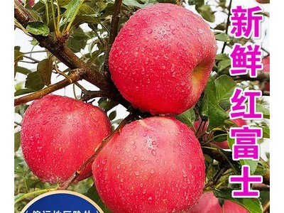 现货农产品烟台红富士苹果 水果捞用新鲜当季端正苹果 一件代发图4
