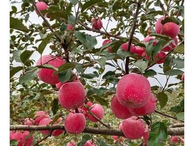 现货农产品烟台红富士苹果 水果捞用新鲜当季端正苹果 一件代发图5