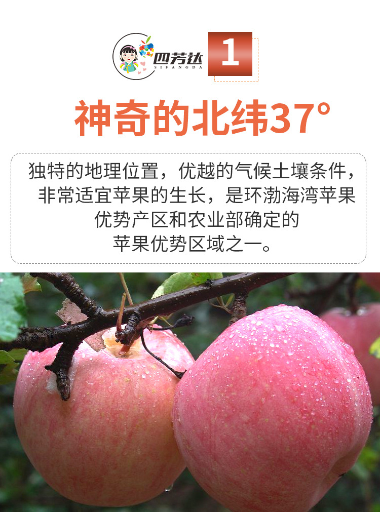 红富士1_07