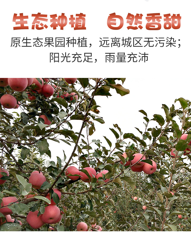 红富士1_06