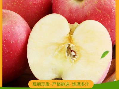 爆甜红苹果应季新鲜水果自家果园现摘现发山东烟台苹果富士苹果图4