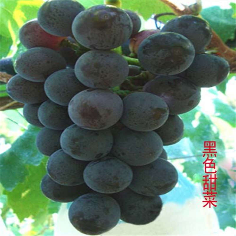 早紫