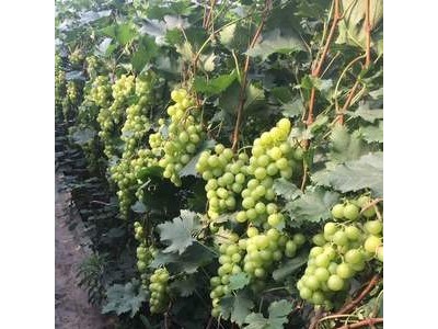 青提葡萄 即食鲜 葡萄大棚 寿光候镇崔家葡萄 诚招代理图3