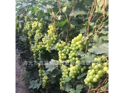 青提葡萄 即食鲜 葡萄大棚 寿光候镇崔家葡萄 诚招代理图4