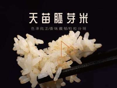 厂家供应天苗胚芽米 东北五常稻花香宝宝儿童粥米1kg 量大面议图2
