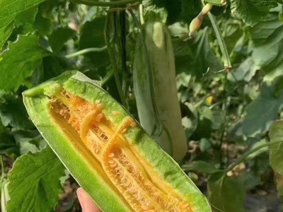 博洋61号羊角蜜包邮 脆甜多汁羊角蜜甜瓜 现摘现发可代发羊角蜜图2