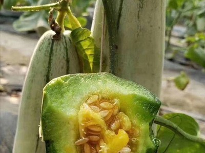 博洋61号羊角蜜包邮 脆甜多汁羊角蜜甜瓜 现摘现发可代发羊角蜜图5