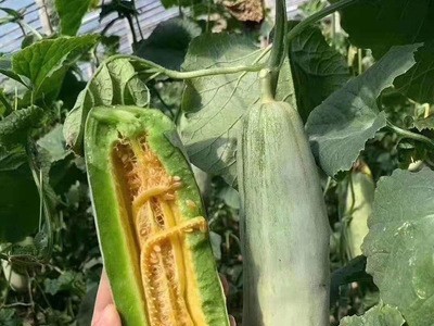 博洋61号羊角蜜包邮 脆甜多汁羊角蜜甜瓜 现摘现发可代发羊角蜜图3