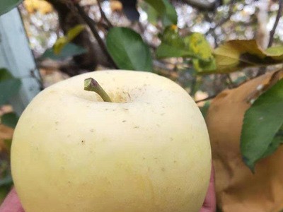 山东新鲜奶油富士5斤白苹果 新鲜奶油苹果水果整箱一件代发图4