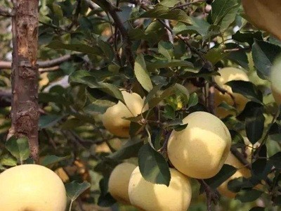 新鲜水果奶油红富士苹果清香脆甜可口苹果水果批发奶油富士4斤装图2