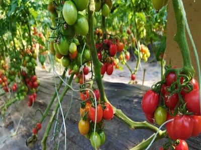 圣女果山东釜山88玲珑果孕妇新鲜采摘迷你小番茄时令水果甜蜜图2