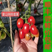 圣女果山东釜山88玲珑果孕妇新鲜采摘迷你小番茄时令水果甜蜜