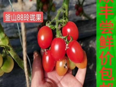 圣女果山东釜山88玲珑果孕妇新鲜采摘迷你小番茄时令水果甜蜜图4