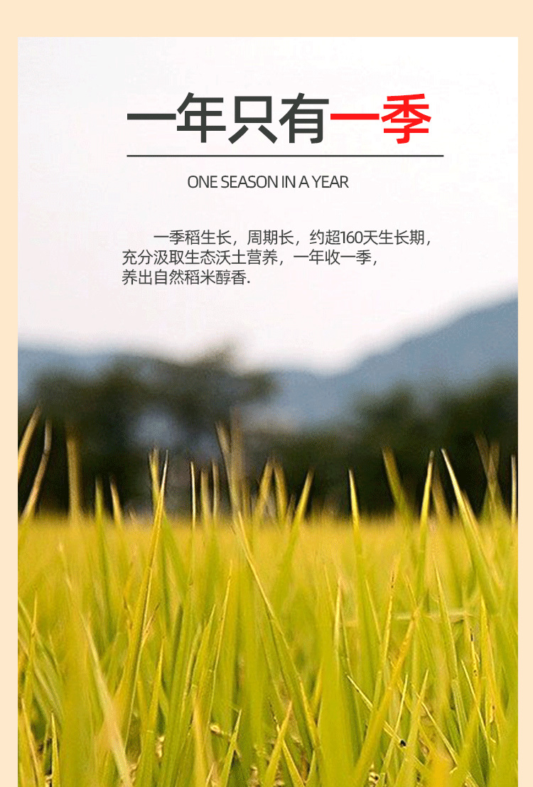 黄色稻花香二号_07.png