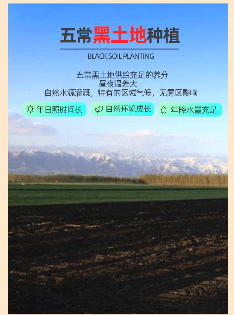 黄色稻花香二号_08.png
