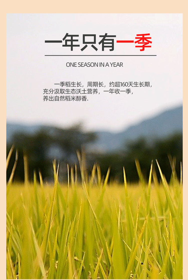 有机大米_07.png