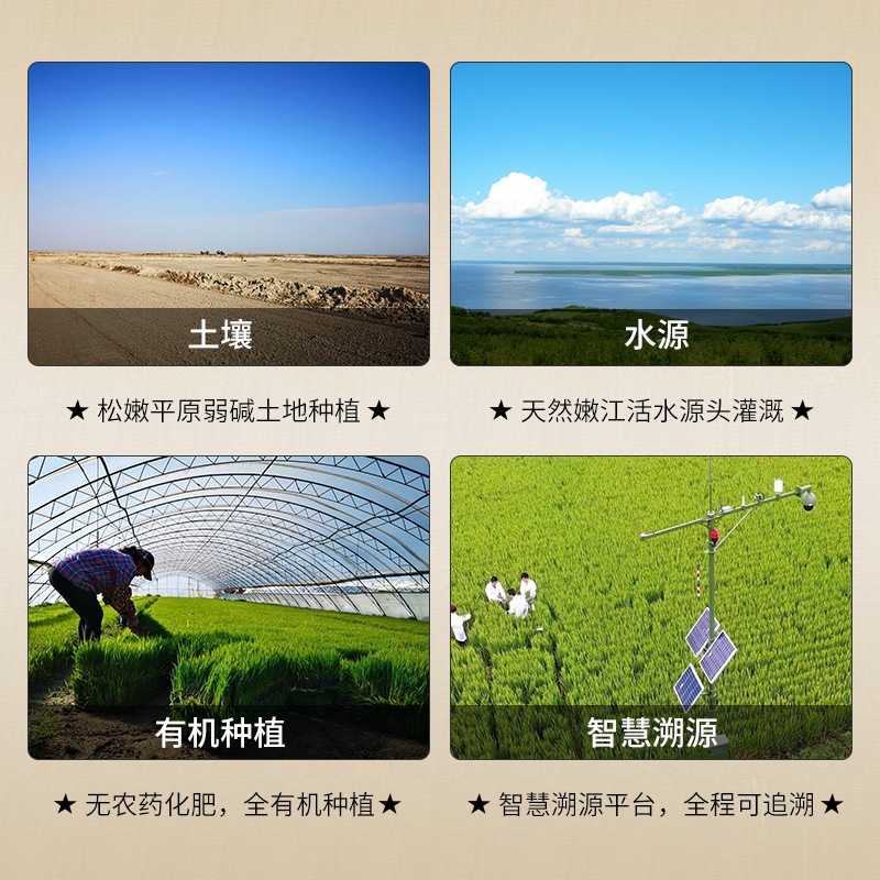 优质珍珠米3