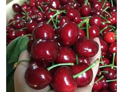 【加工定制】静和新鲜水果批发山东烟台大樱桃大连车厘子美早2斤图3