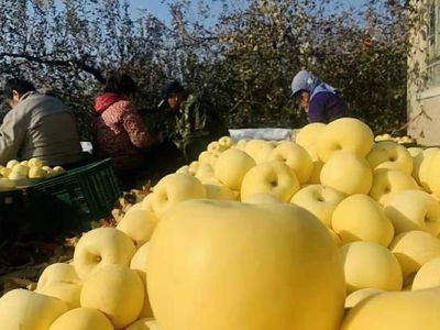 脆甜山东烟台黄金奶油富士苹果新鲜水果栖霞黄色白色苹果包邮代发图4