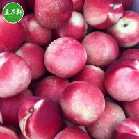 智利桃驳李18斤装脆甜油桃水果批发市场连锁水果店电商货源供应