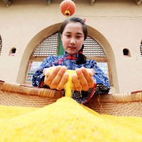 米鲜森米脂小米新米现碾现发真空装黄小米 黄小米批发 五谷杂粮