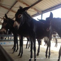 养殖场直供肉驴 种驴德州乌头肉驴 驴苗批发关中肉驴价格优惠