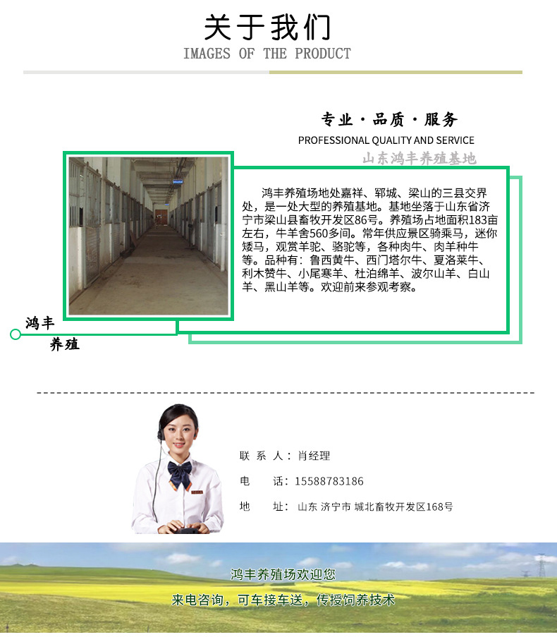 鸿丰马详情页_04.jpg