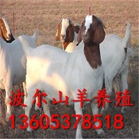 波尔山羊 纯种波尔山羊 改良波尔山羊 波尔山羊养殖技术